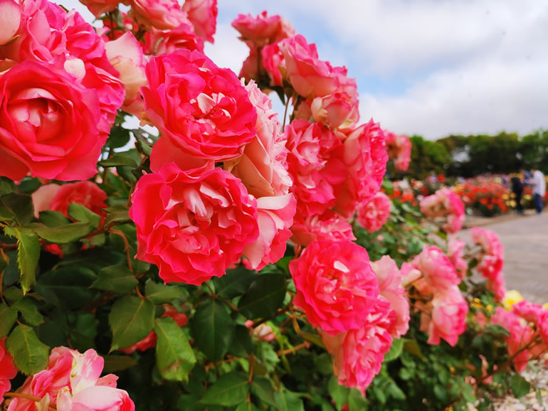 癒されるぅ～！360度見渡す限り美しいバラの庭園【宮城農業園芸センター】