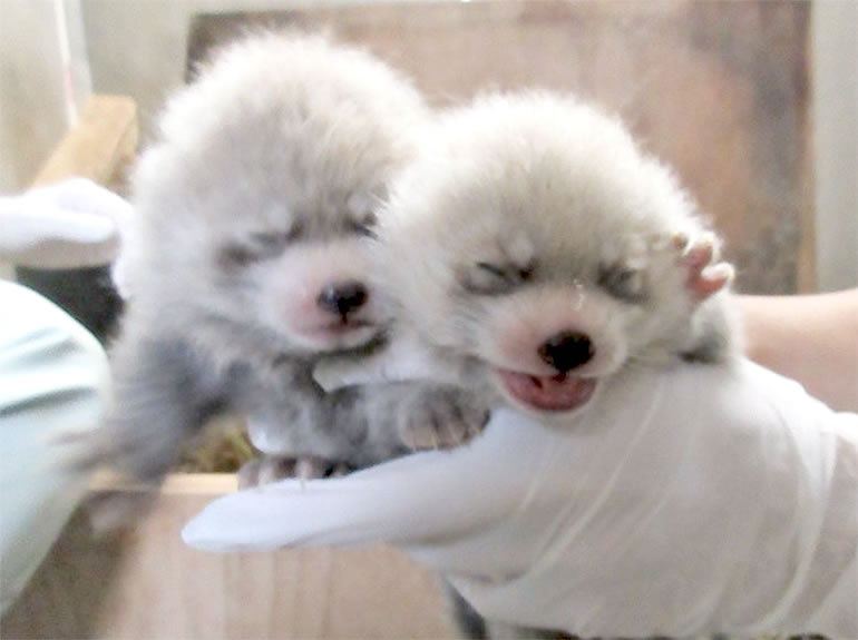 八木山動物園に、可愛い双子の赤ちゃんが仲間入り♪その正体とは？