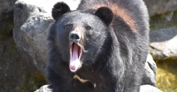 10/29、太白区向山1丁目付近、泉区上谷刈字熊ノ林付近でクマが出没しています。ご注意ください。