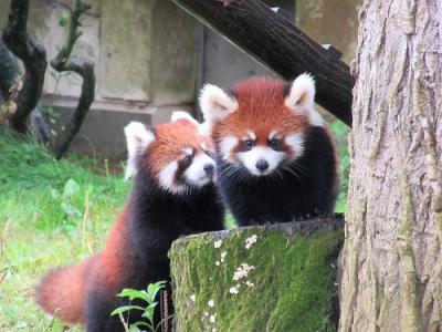 八木山動物公園のレッサーパンダの双子の愛称が決まったみたい！