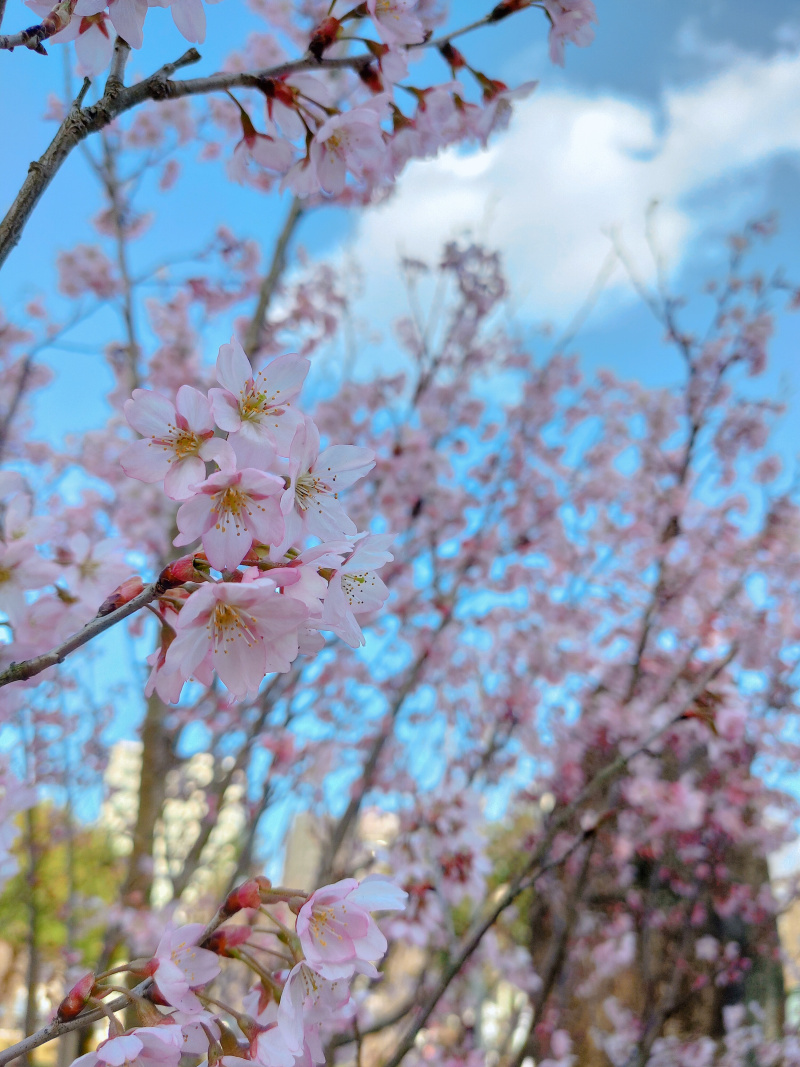 2021年の仙台の桜が、3月28日に開花したと発表！観測史上、一番早い記録タイに！