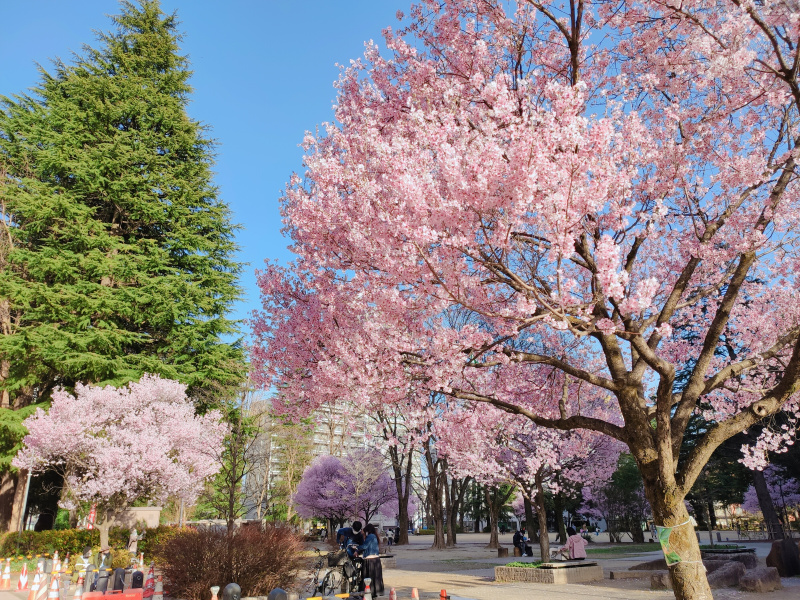 仙台市 錦町公園の桜2021年の開花状況（2021年4月10日更新）