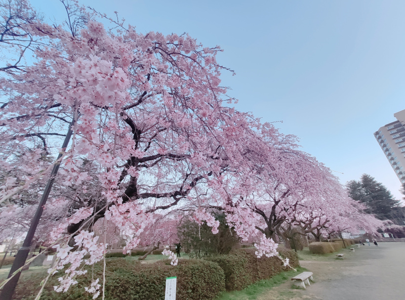 仙台市 榴岡公園の桜2021年の開花状況（2021年4月12日更新）