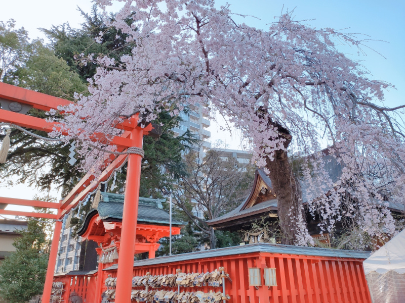 仙台市 榴岡天満宮の桜2021年の開花状況（2021年3月31日更新）