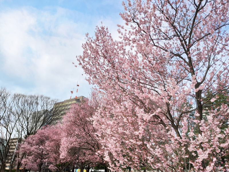 2021年の桜が3月31日に満開になったと発表されました！3月での満開は観測史上初みたい！