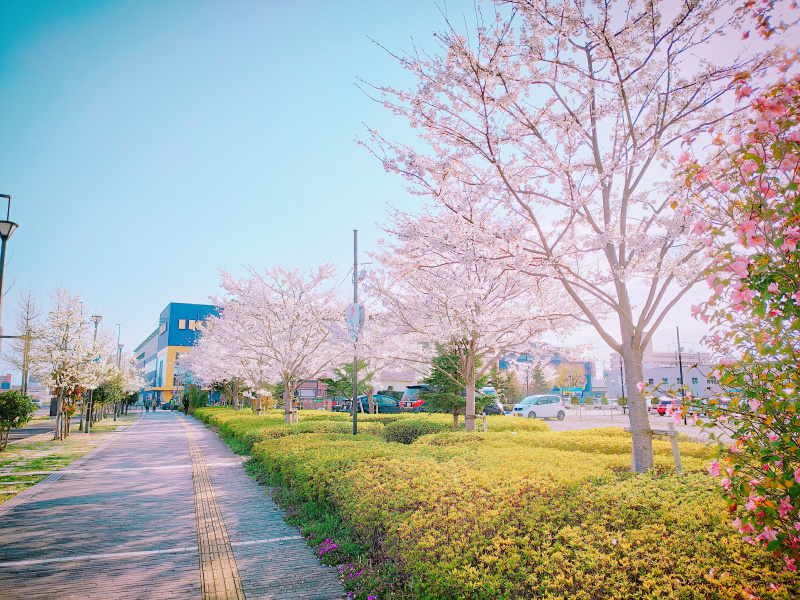 2021年仙台の桜巡り「長町駅近辺」