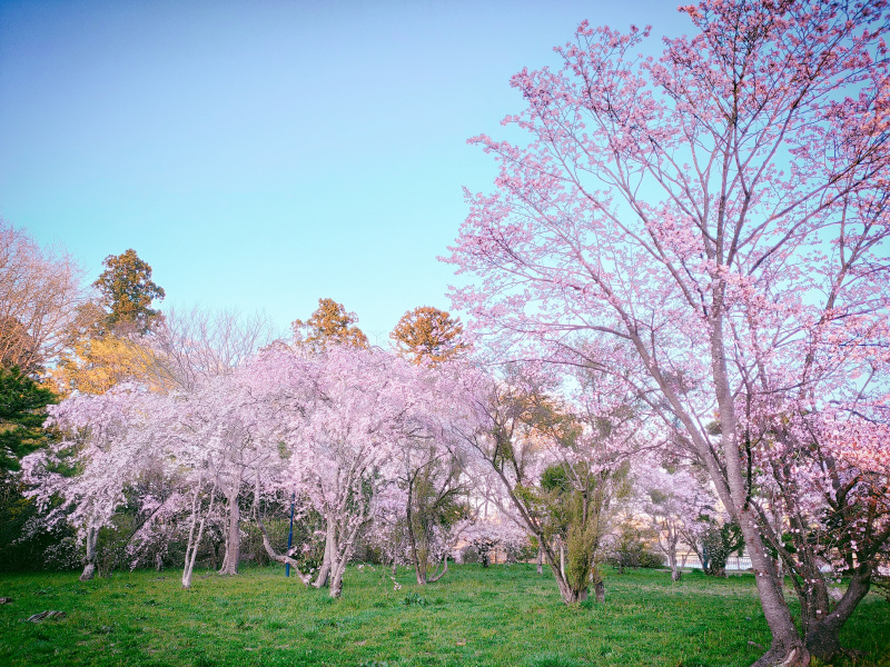 2021年仙台の桜巡り「東北大学百周年記念会館　川内萩ホール」
