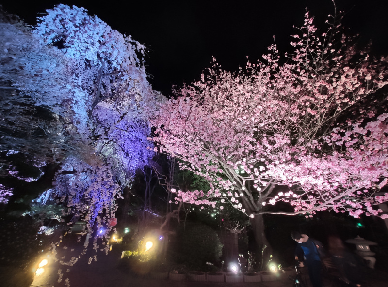 【超美的】徳泉寺の桜ライトアップ！幻想的な世界へようこそ！（動画あり）