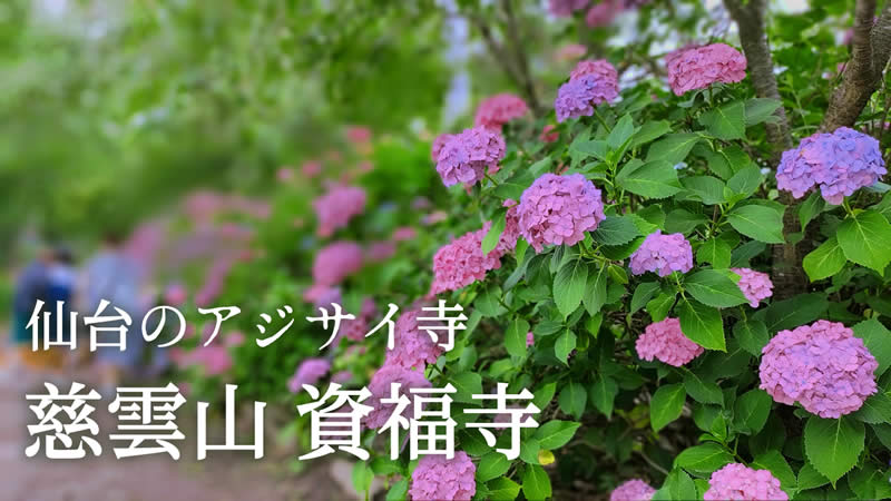 仙台のアジサイ寺 資福寺｜色とりどり1000株以上のアジサイが咲き誇る仙台のフォトスポット