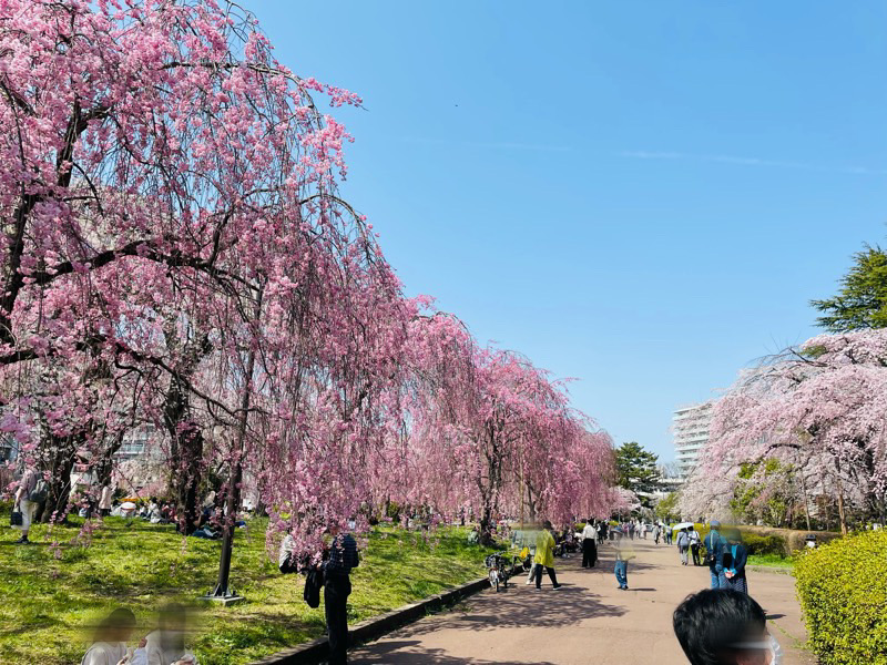 榴岡公園の桜の開花状況を見てきました（2022年4月12日時点）