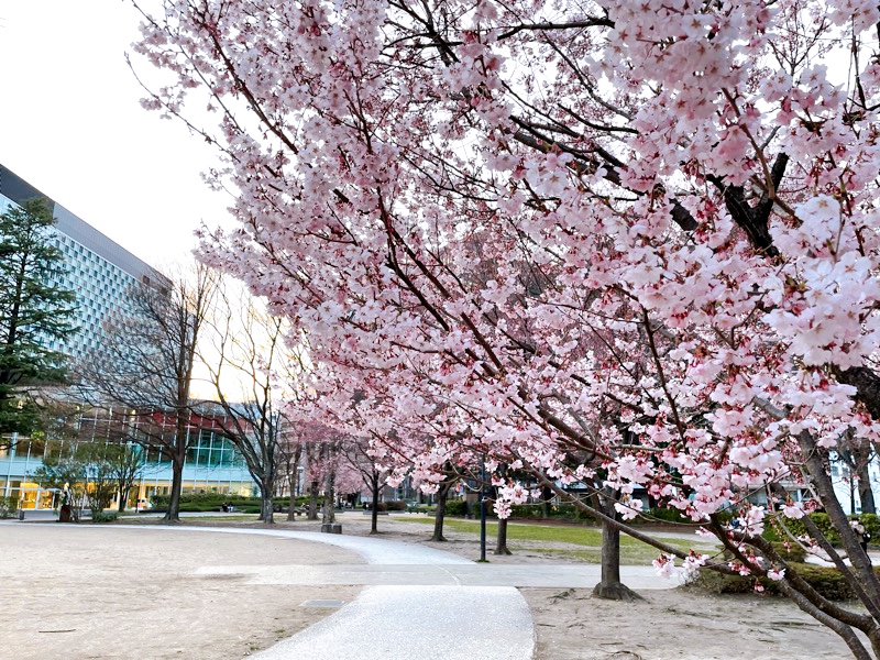 錦町公園の桜の開花状況を見てきました（2022年4月6日時点）