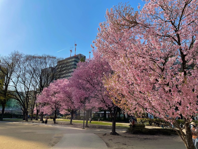錦町公園の桜も満開！一部は既に散り始めも（2022年4月12日時点）