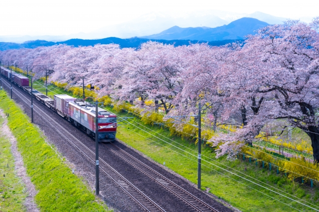 4月9日から9日間『白石川堤 一目千本桜』が楽しめるように一部電車が速度を下げてくれるみたい！