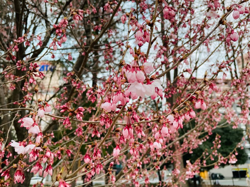 錦町公園の2022年の桜の開花状況（4月3日）を見てきました。