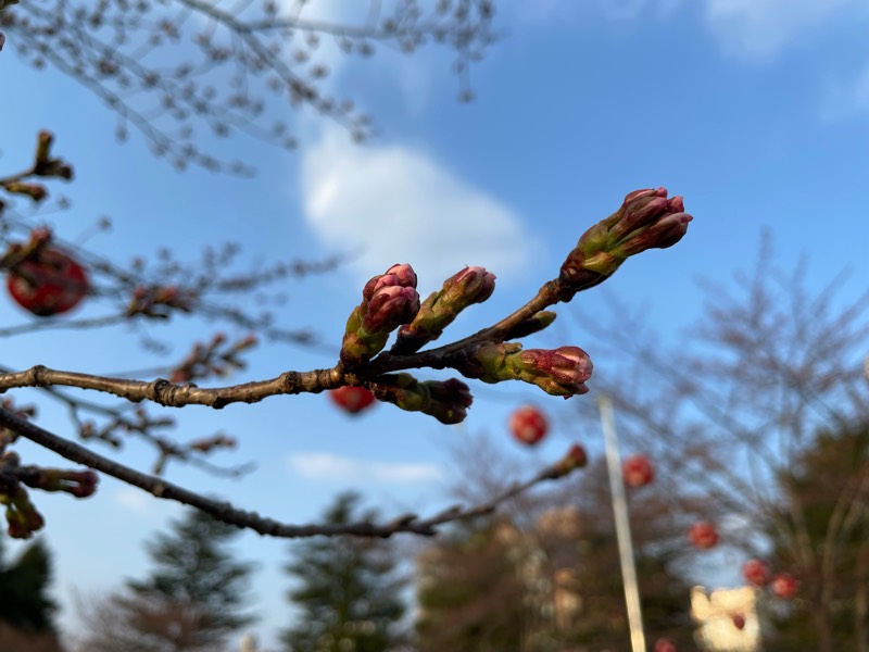 西公園の桜の開花状況を見てきました（2022年4月6日時点）