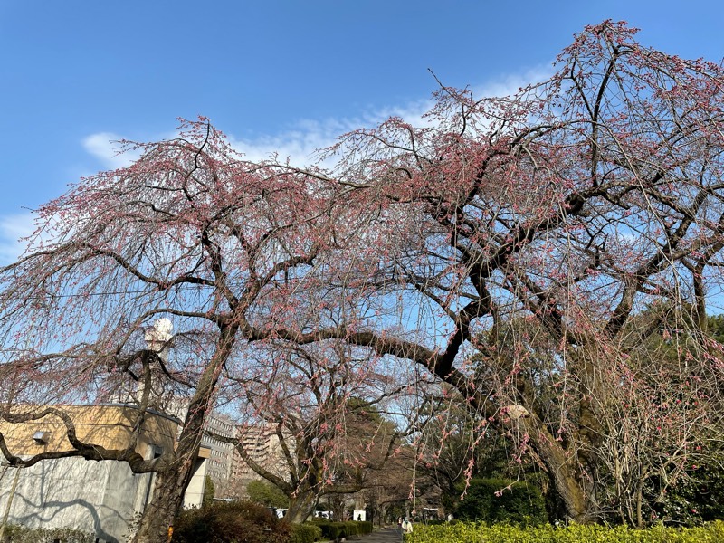 榴岡公園の桜の開花状況を見てきました（2022年4月6日時点）