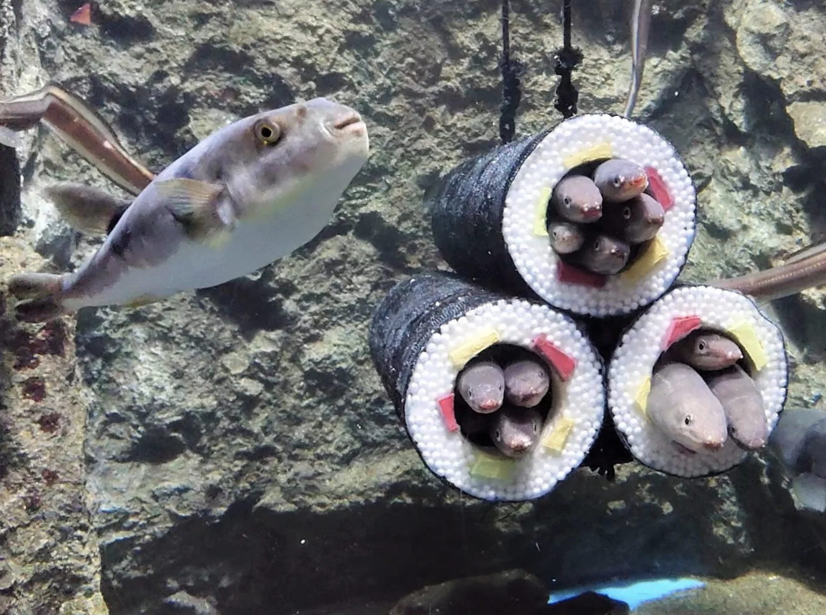 節分には恵方巻！！今年も毎年好評のアナゴの恵方巻水槽が展示されています